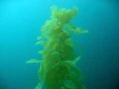 Kelp