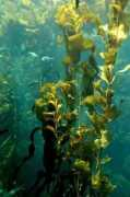 Kelp