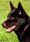 pitbull-breed.com Kelpie