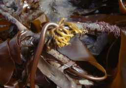theseashore.org.uk Kelps