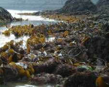 theseashore.org.uk Kelps