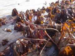 theseashore.org.uk Kelps