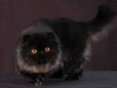 preciouscats.net Kelsha