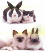 Kembar