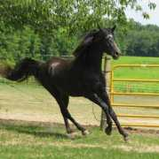 starstruckarabians.com Kemla