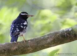 orientalbirdimages.org Kemparaju