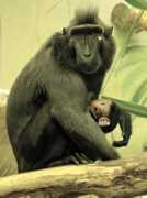 zooborns.com Kendari