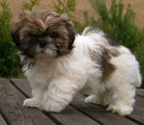 chovnykotec-shih-tzu.blog.cz Kendina