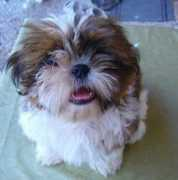 chovnykotec-shih-tzu.blog.cz Kendina