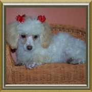 eandjkennel.com Kenetha