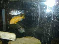 cichlids.com Kennyi
