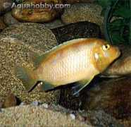 aquahobby.com Kennyi