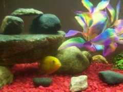 cichlids.com Kennyi