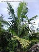 rarepalmseeds.com Kenoli