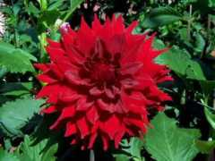 dahlias.net Kenora