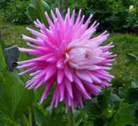 dahlias.net Kenora
