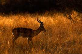 naturephoto.cz Kensky