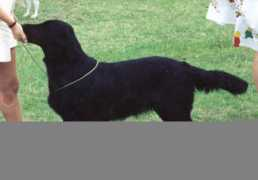Kentee