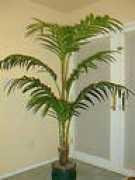 plantpros.com Kentia