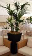 realoasis.com Kentia