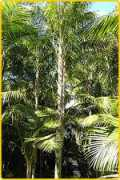gregorypalmfarms.com Kentia