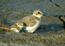 oiseaux.net Kentish