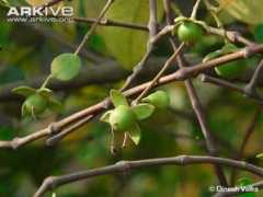 Keora