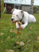 Keppi