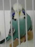 afoperruchesondulees.free.fr Kerguen