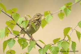 oiseaux.net Kerihuel