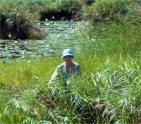 islandbiodiversity.com Kerlan