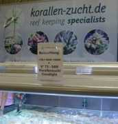 archiv.korallenriff.de Kernbach