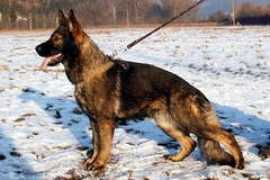 sherak.cz Kerolain