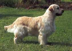 Kerrien
