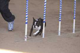usagility.org Kersee