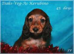 daksvegas.narod.ru Kerubino