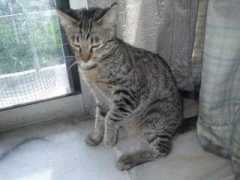 petfinder.my Kesian