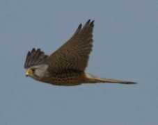 Kestral