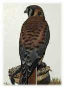 themodernapprentice.com Kestrel