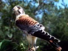 wildwisconsinweb.com Kestrel