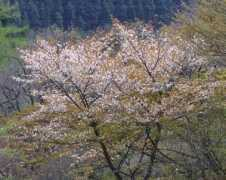 aoki2.si.gunma-u.ac.jp Ketano