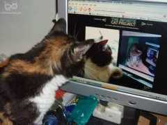 infinitecat.com Ketem