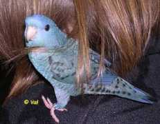 Ketie