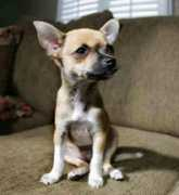 gotpetsonline.com Ketola