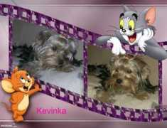 foto.dama.cz Kevinka