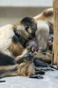 zooborns.com Kevu