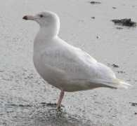 hoyaudubon.org Keyel