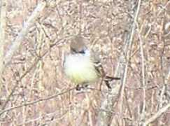 hoyaudubon.org Keyel