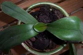 phalaenopsis.free.fr Keyki