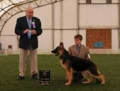 vonhornbergershepherds.com Keylis